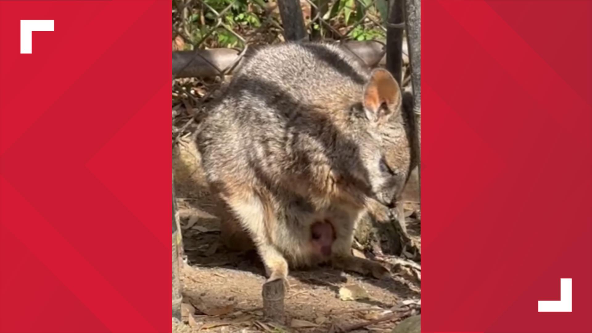 Baby wallaby makes debut at Riverbanks Zoo