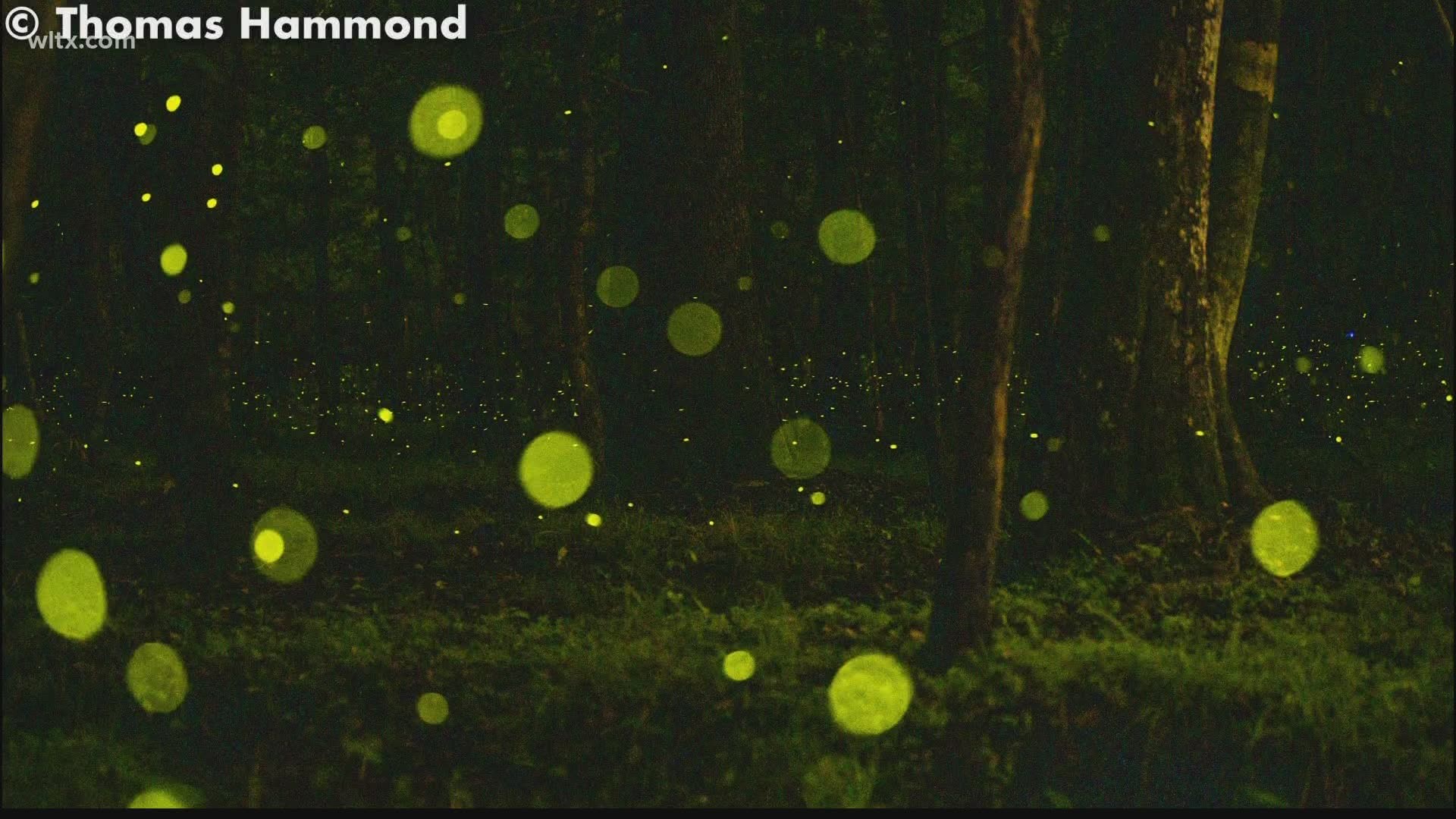The Congaree National Park has created a lottery system for those wishing to view the fireflies in 2021.