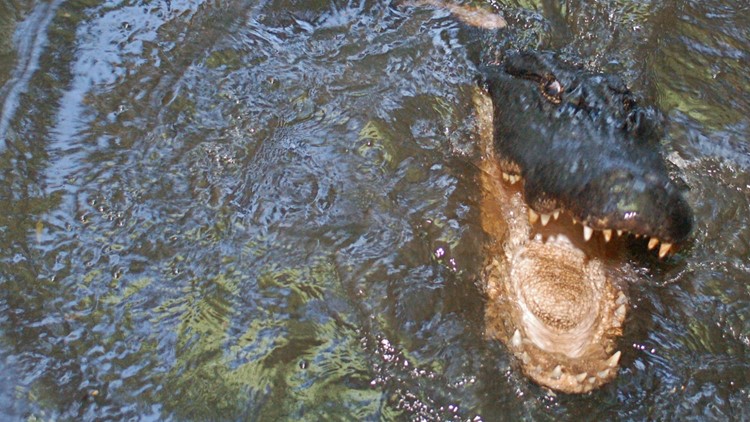 Alligator kills person near Myrtle Beach in retention pond