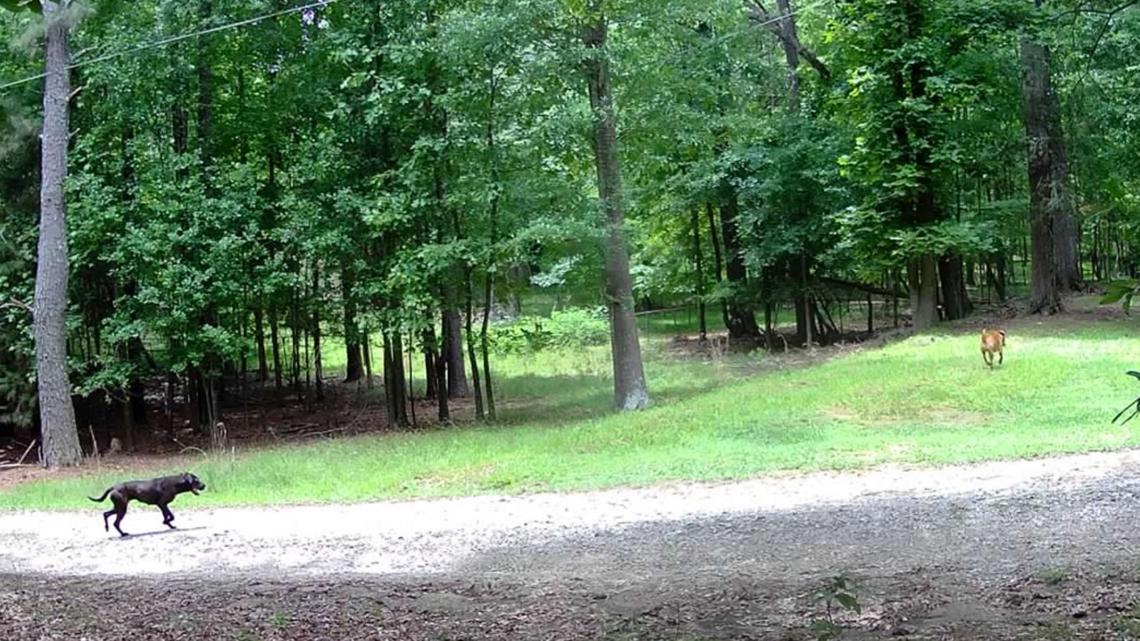 One dog shot, another at large amid Harbison State Forest attacks