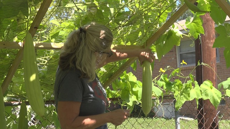 Want to grow your own luffa?  It's possible in South Carolina