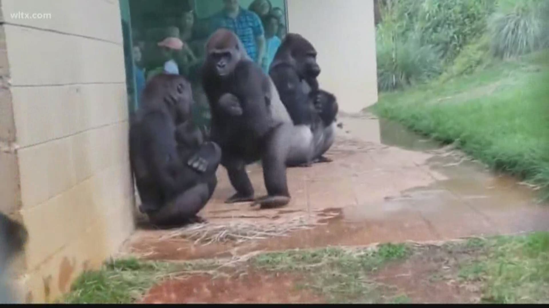 If you hate being caught in the rain, you're not alone. Take a look at this new video tonight shows us just how much gorilla's hate being out in the rain too.