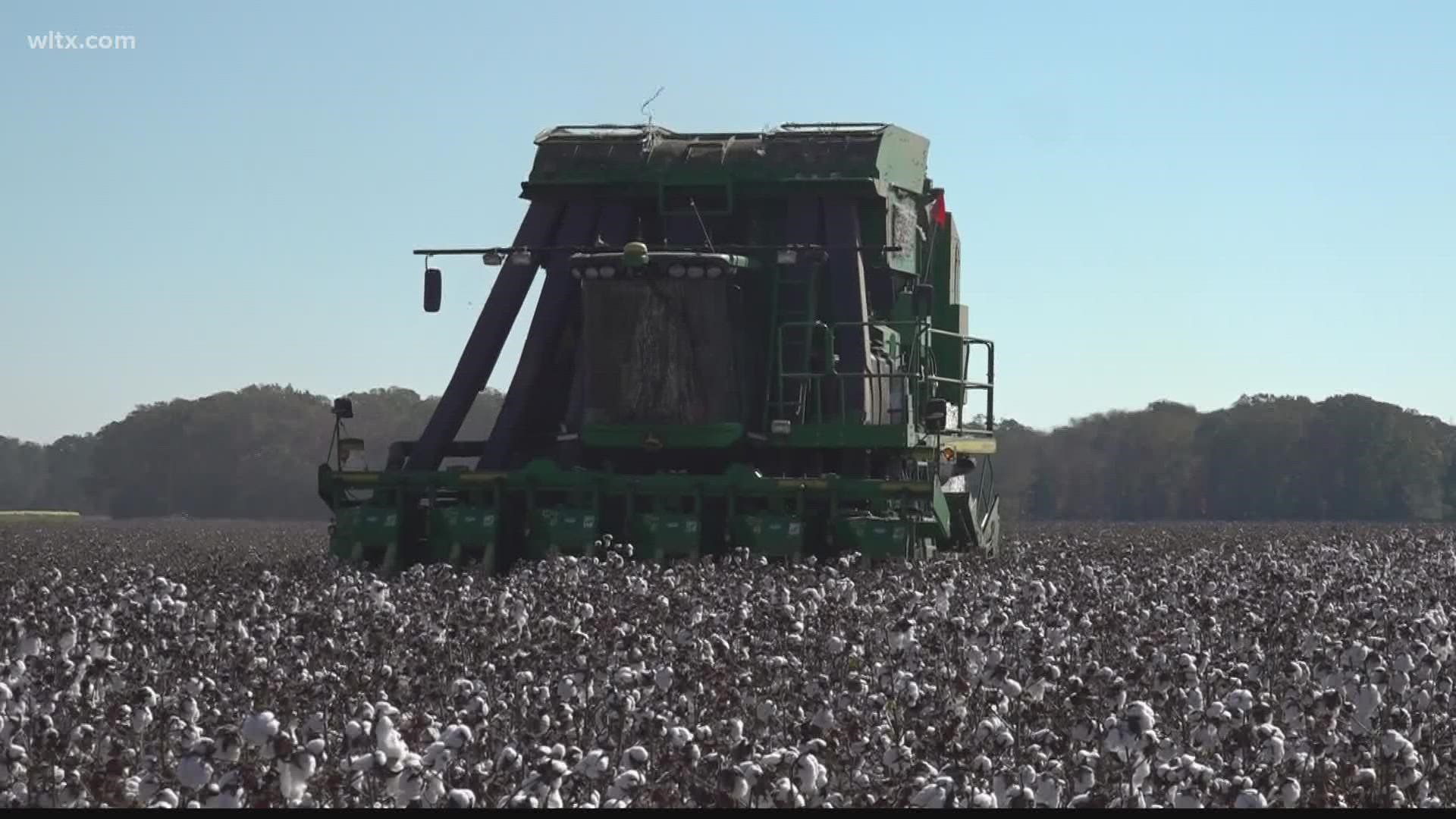 Harvesting cotton is a team effort that requires help amongst farmers.