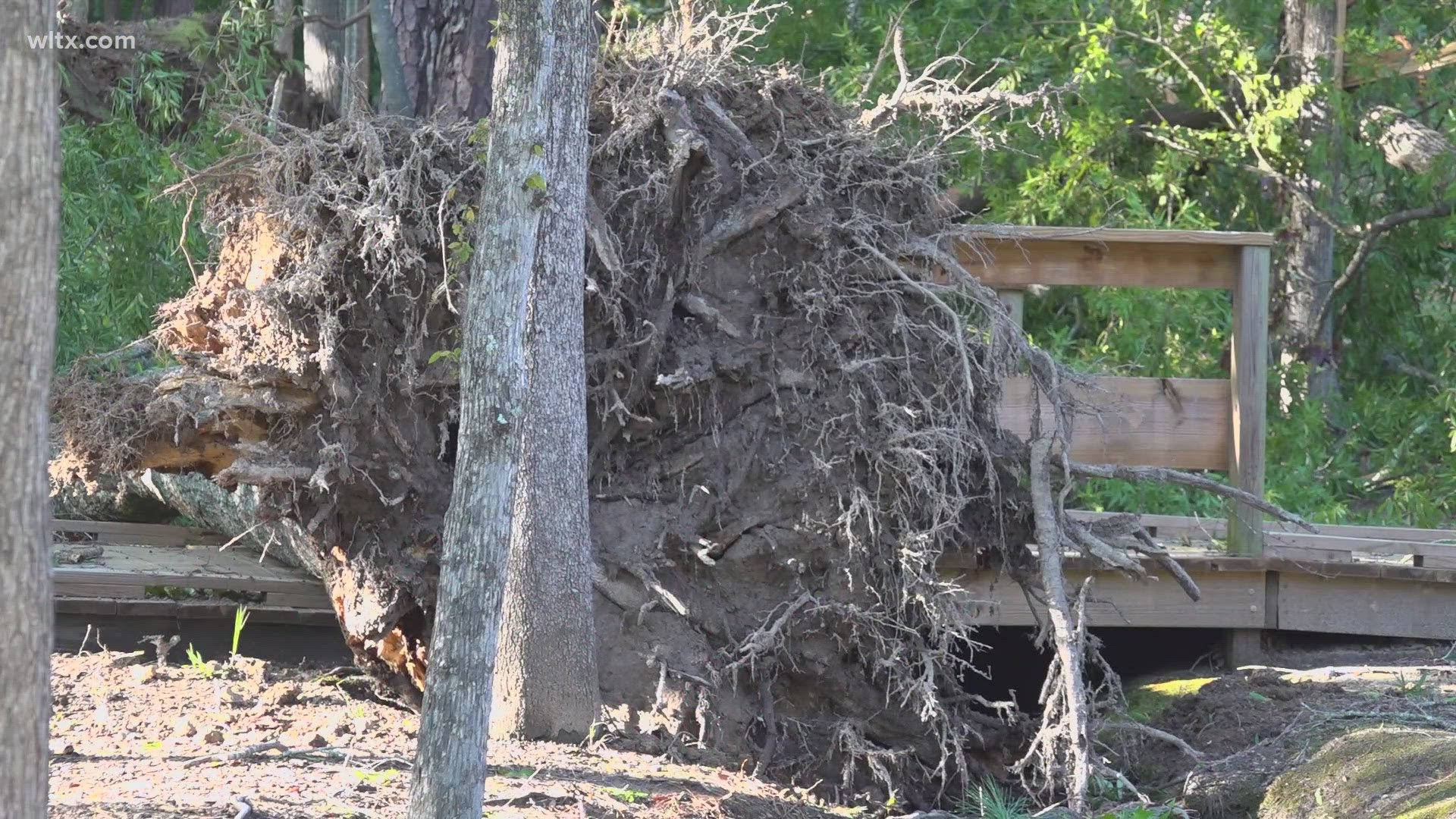 The Irmo Okra Strut has been cancelled due to widespread damage in the area.