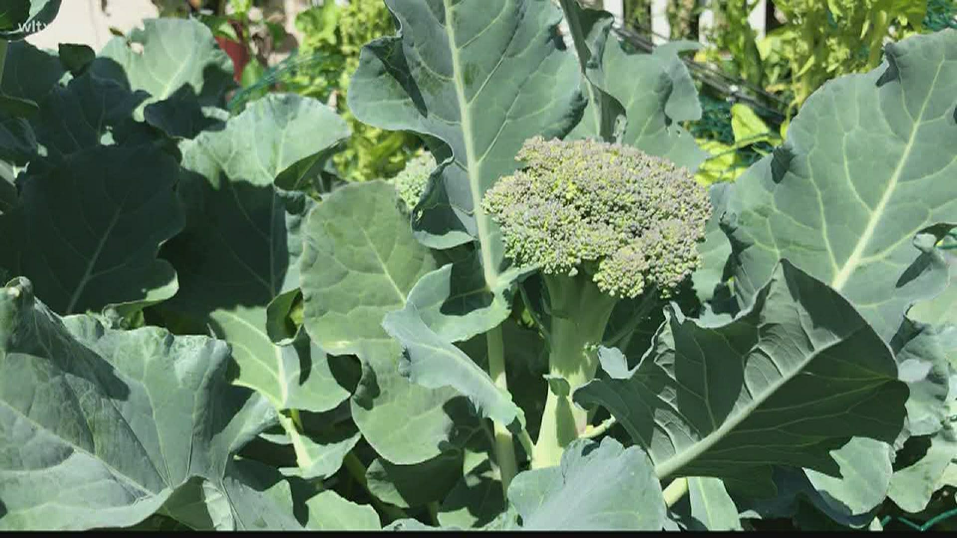 Our broccoli is ready for picking in Gandy’s Garden. Meteorologist Alex Calamia tells us how long it takes to grow broccoli from seed and a perk to growing your own.