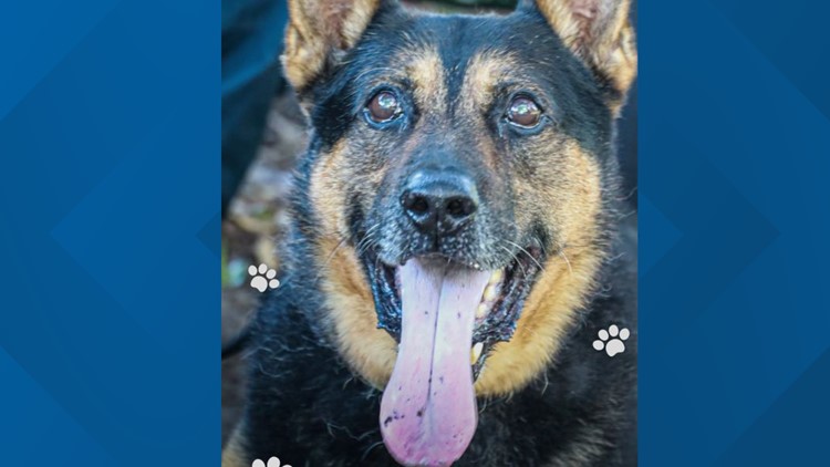 Retired Columbia Police K-9 Jesse has passed away