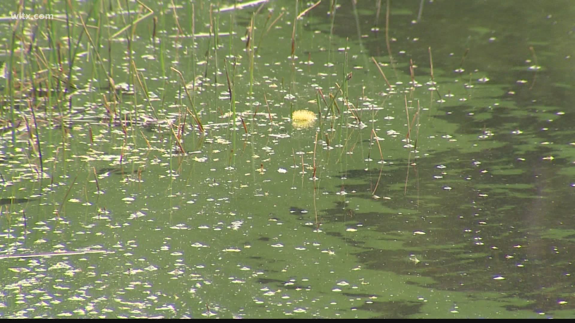 Lake Wateree has an algae bloom called Lyngbya wollei throughout it's water, but DHEC says the levels have not exceeded toxin standards so far.