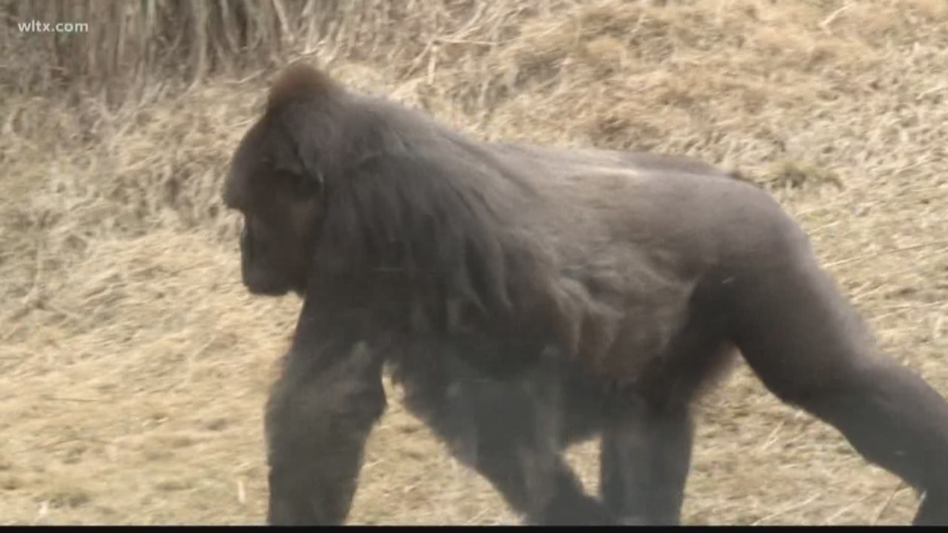 Riverbanks Zoo is welcoming a new baby gorilla that was born this morning to Kazi and Cenzoo. 