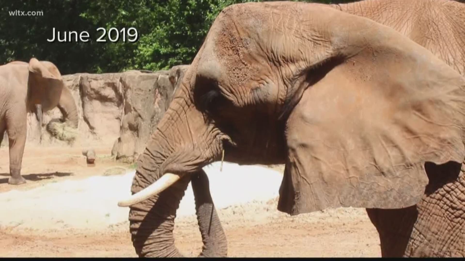 In June, it was announced that Robin and another elephant, Belle, would be leaving the zoo to find them a new herd, and to make room for a new rhino exhibit.