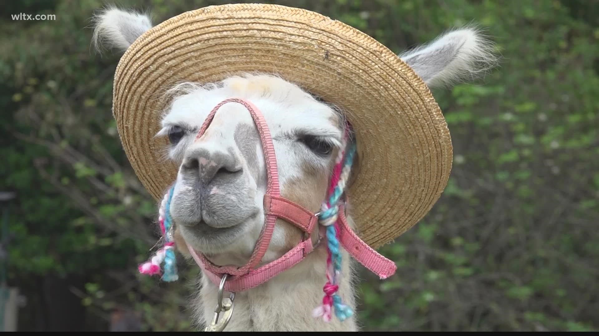 Margie Johnson is the Southeast Llama Rescue South Carolina Coordinator. With the rising cost of feed and hay, she's prepared for an increased need for rehoming.