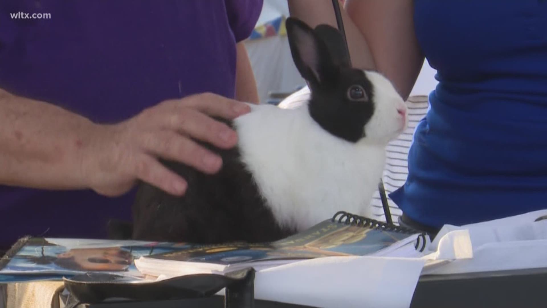 How the judges at the South Carolina State Fair determine which bunny rabbits win in contests.