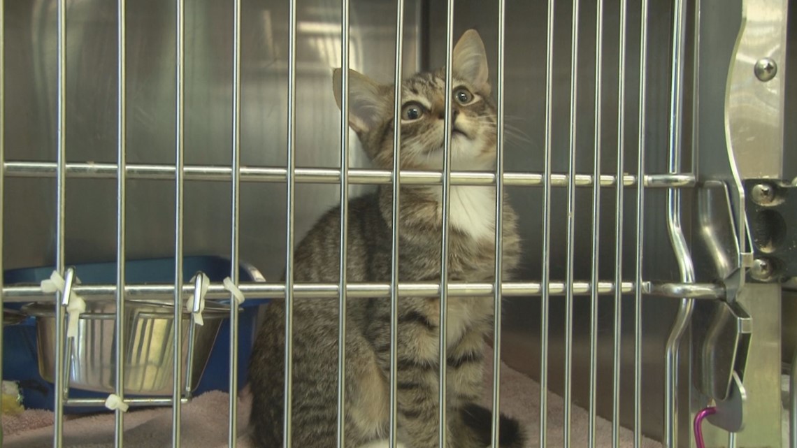 Partnership working to address prison overcrowding ... of cats