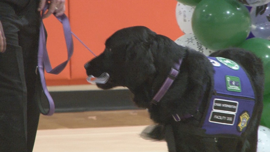 Richland County Sheriff's Department adds emotional support dog - Vimarsana News
