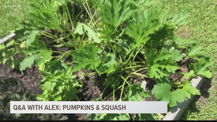 Growing Pumpkin Plants with Kids