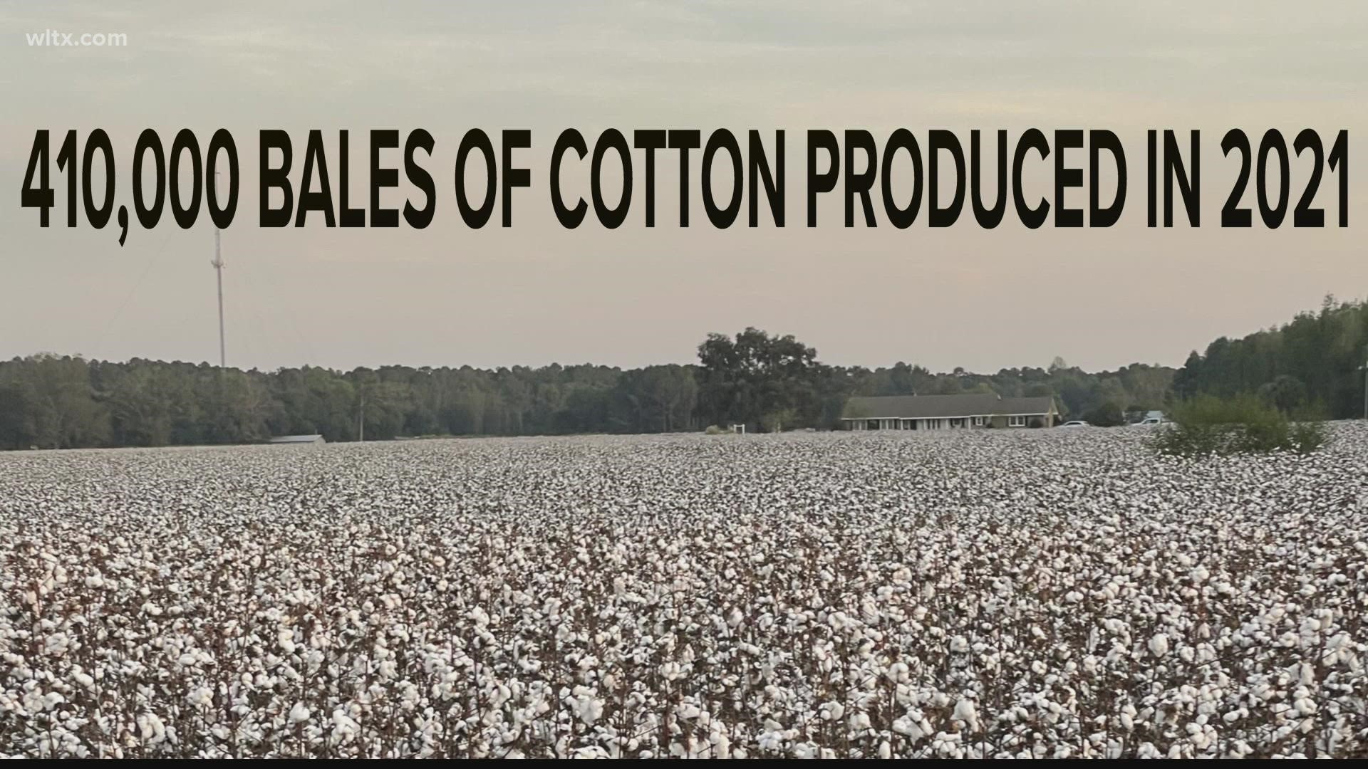 The South Carolina Department of Agriculture reports statewide there were an estimated 410,000 bales of cotton produced. That's a 37% increase from last year.