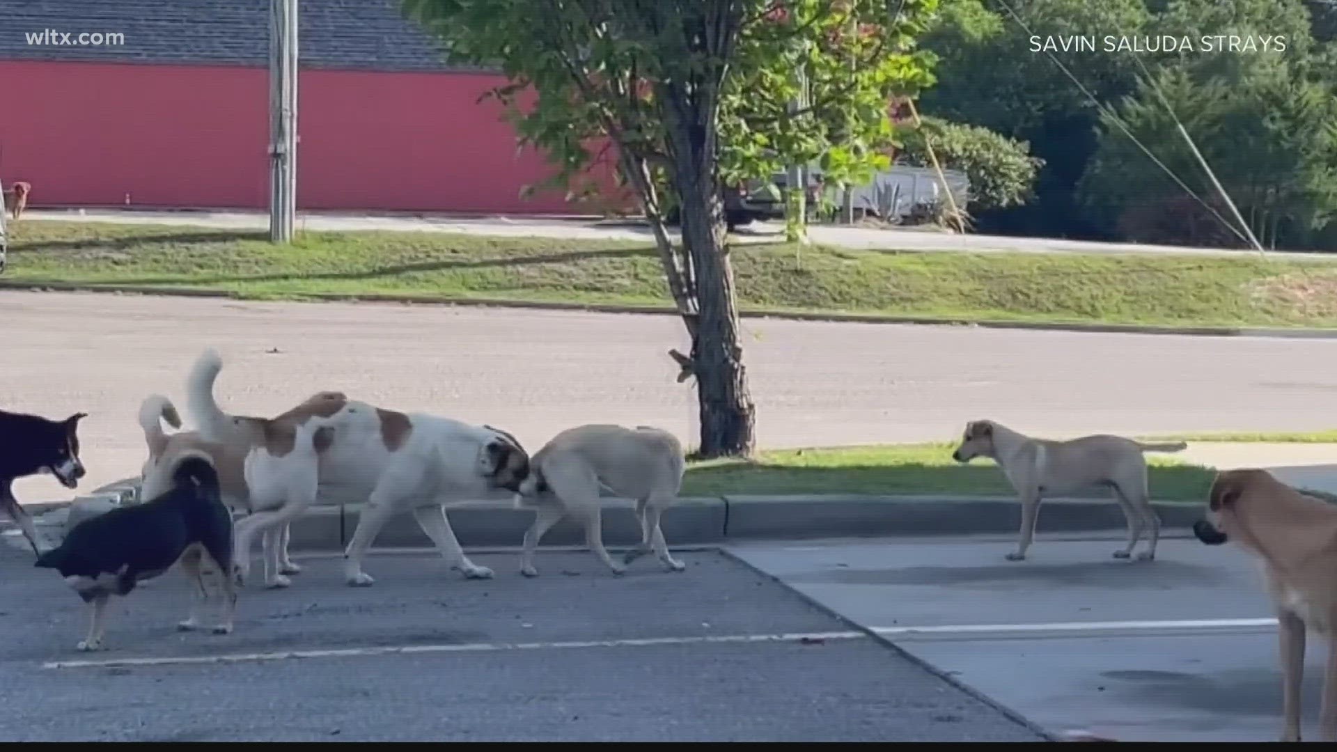 Residents are concerned about packs of stray dogs in the area.