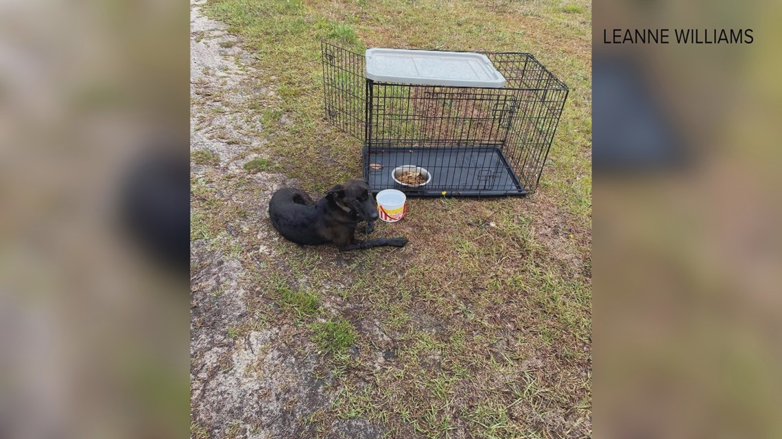 Blythewood residents rally to help abandoned dog - Vimarsana News