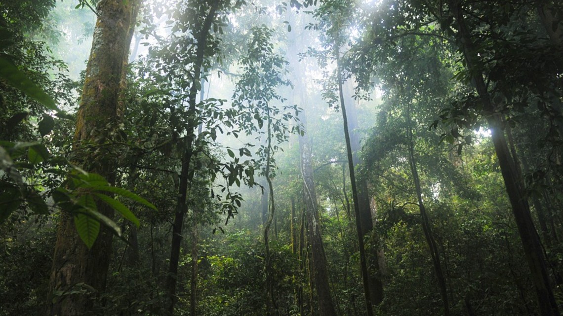 Man lost in Amazon says he ate insects, drank urine to survive - Vimarsana News