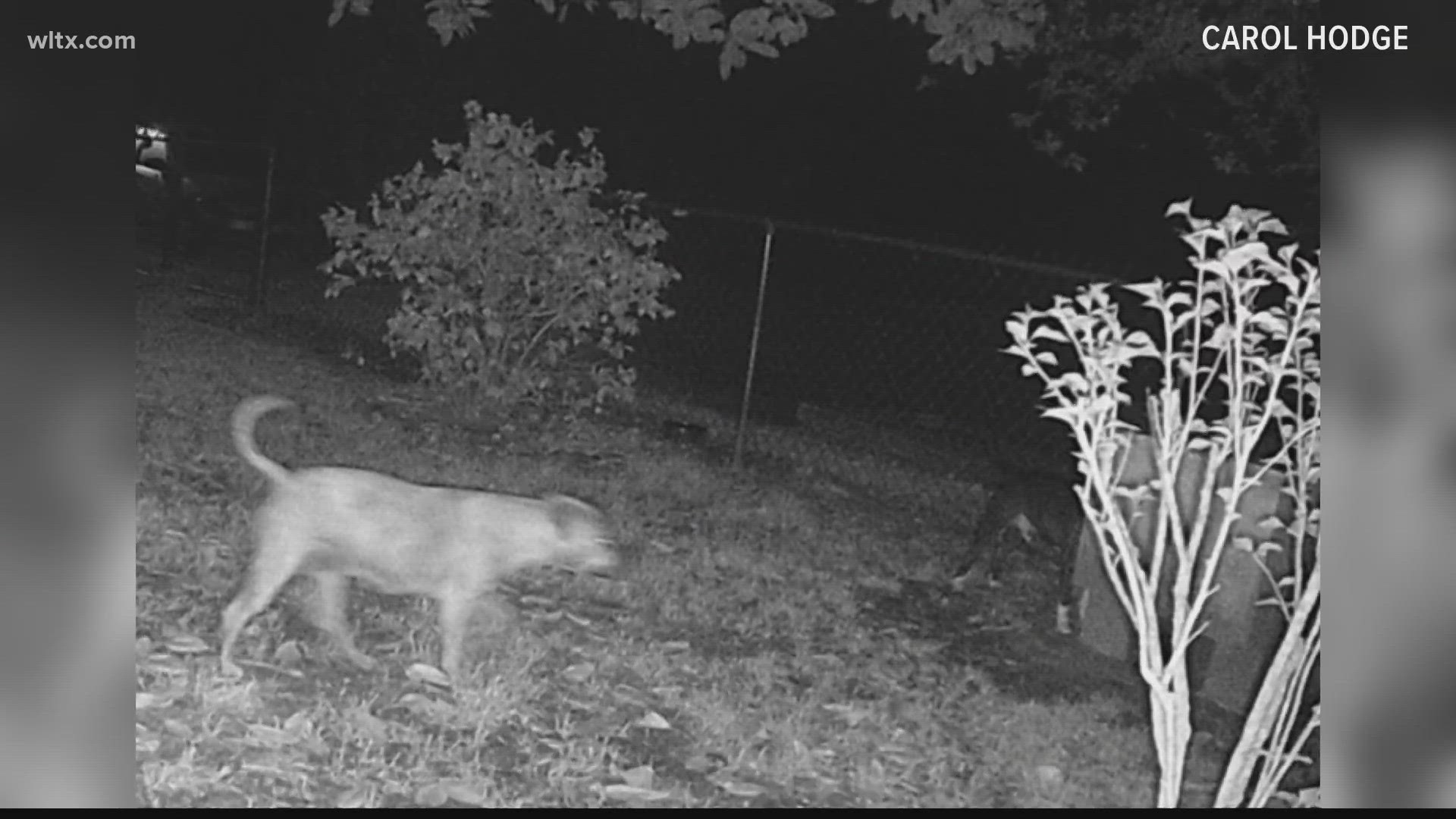 Why unleashed and loose animals have become a concern in Sumter.