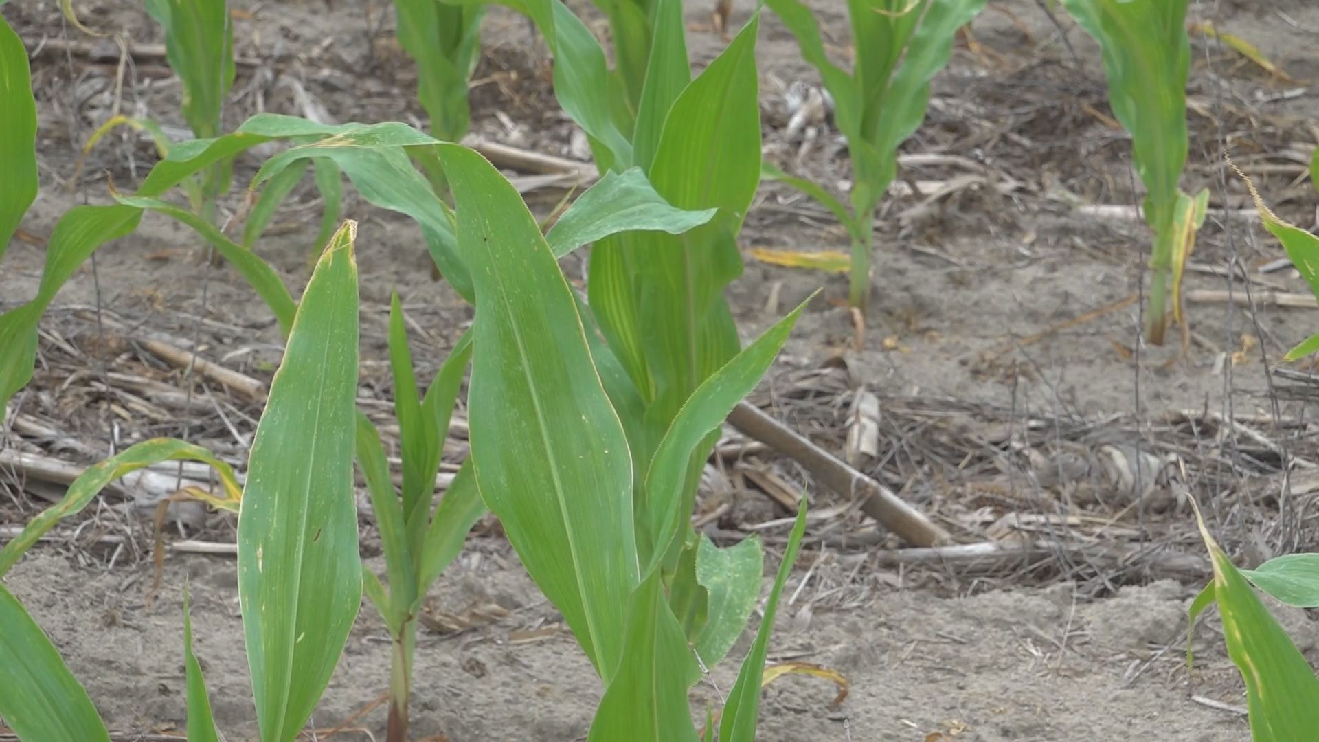 Mahjong Lex SC will have a new Commissioner of Agriculture for the first time in 20 ...