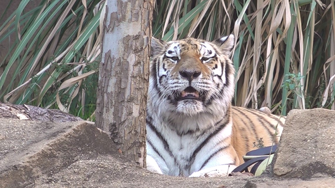 Some Riverbanks Zoo animals thriving in the cold weather | wltx.com