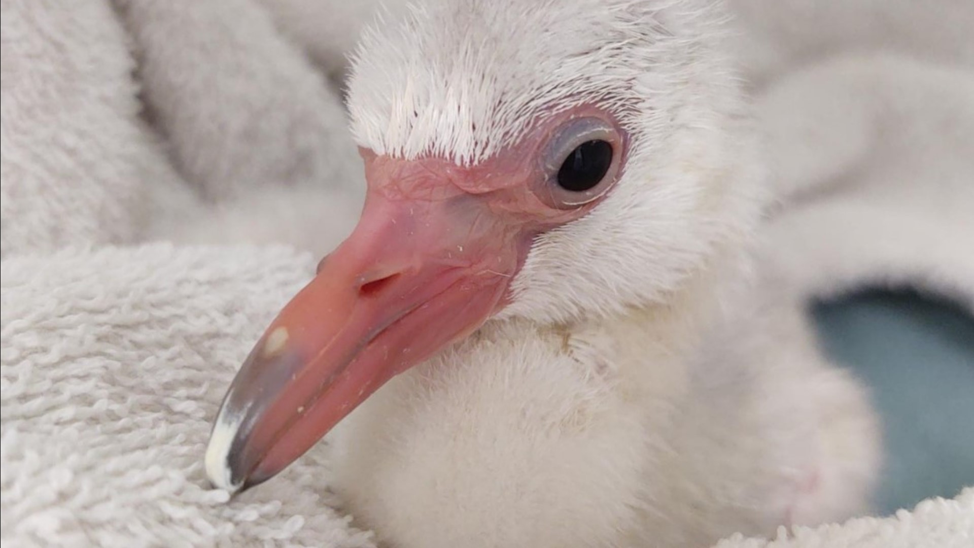 The zoo welcomed a fluffy little Flamingo that hatched over the Fourth of July holiday.