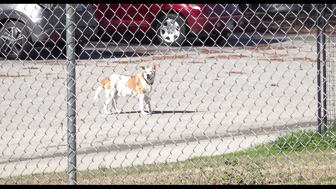 Kershaw County Humane Society begging for help