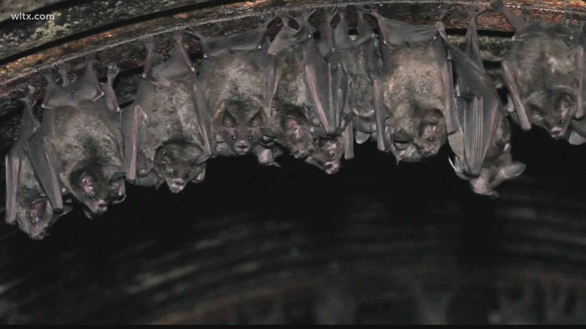 The pest removal company talks about why its not great to have bats nesting in your home.