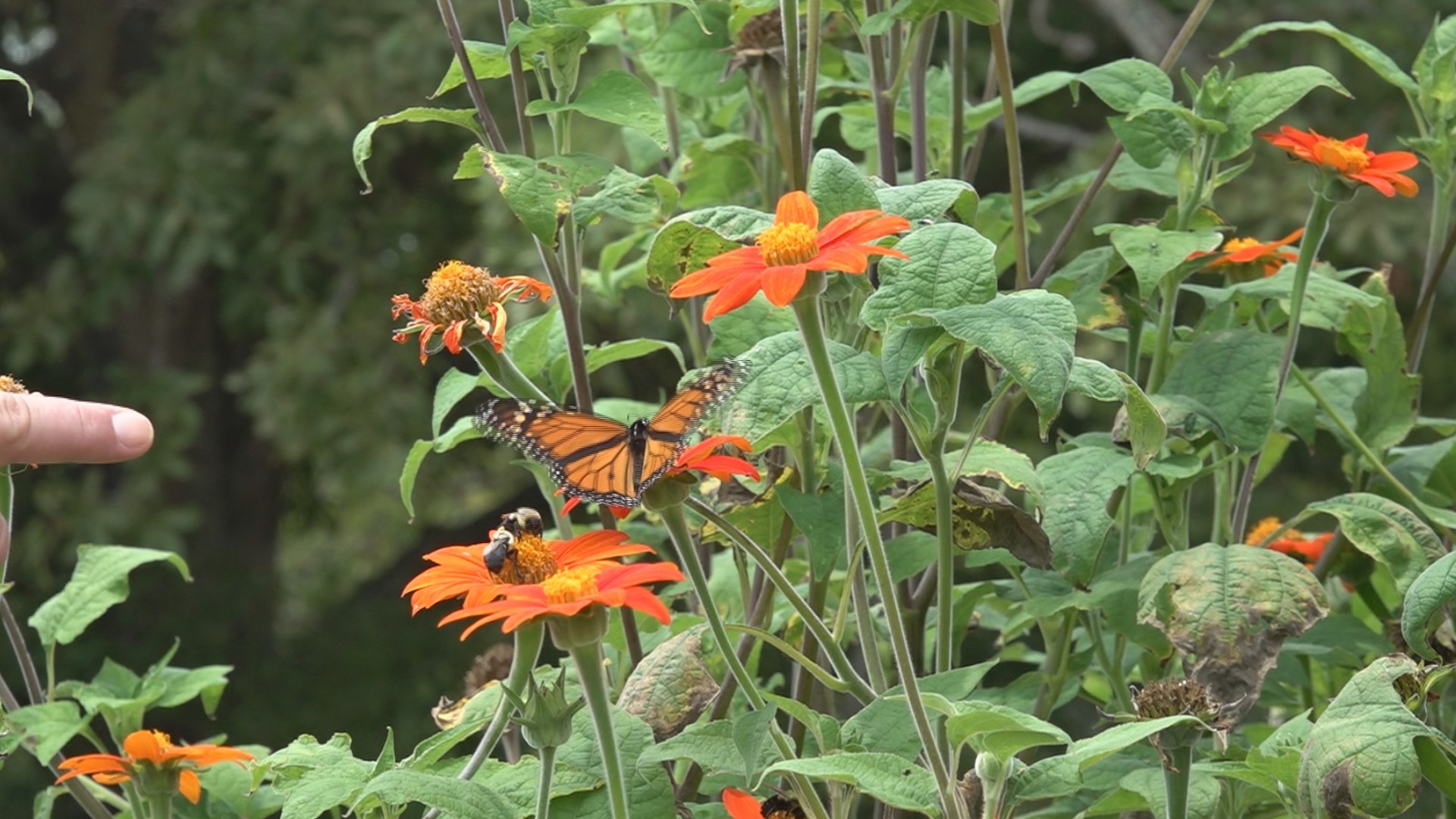Monarch butterflies need two different types of plants that residents can plant in their yards: a place to lay eggs and a flower to get pollen.