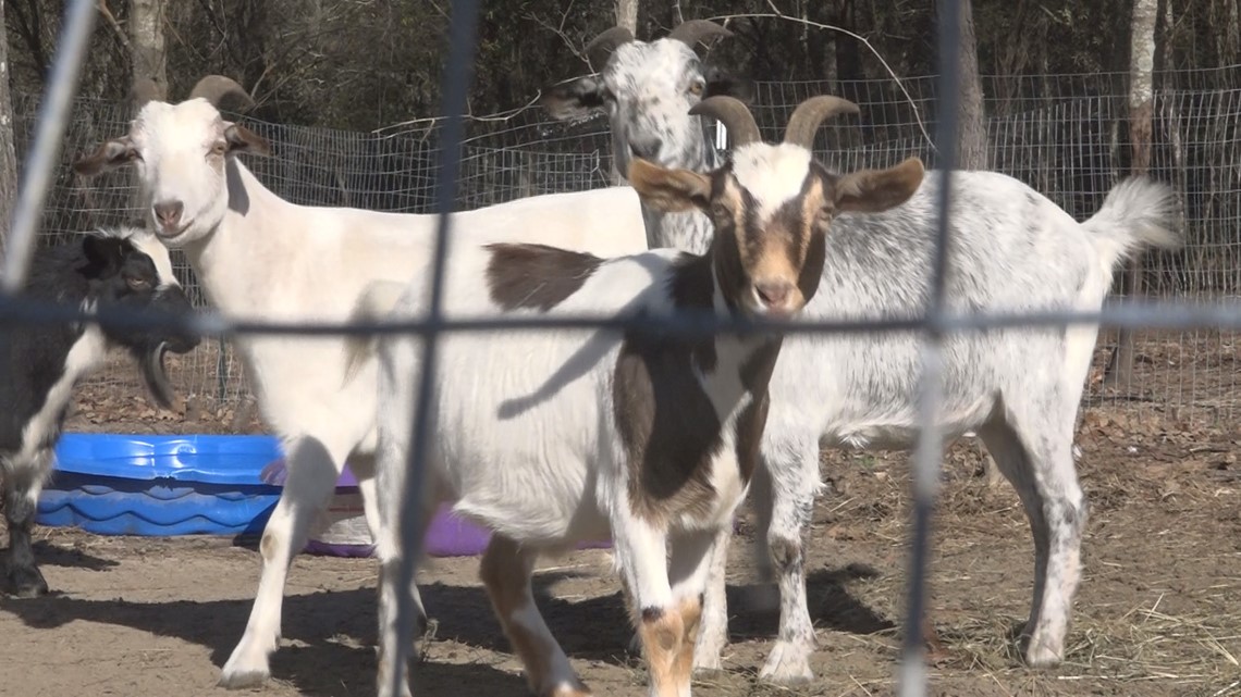 Lexington county farmer wants Christmas tree branches to feed goats