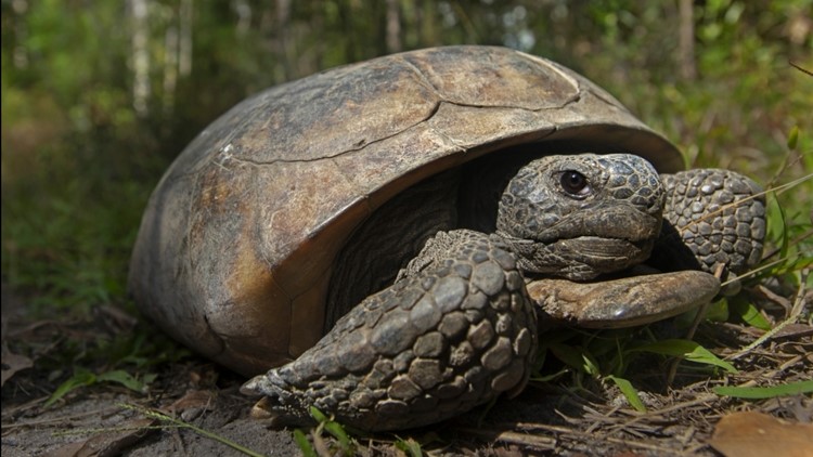 Endangered status sought for gopher tortoise in 4 states, including South Carolina