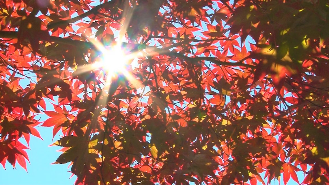 What Determines Fall Leaf Color At Larry Berry Blog What Determines Fall Leaf Color At Larry Berry Blog
