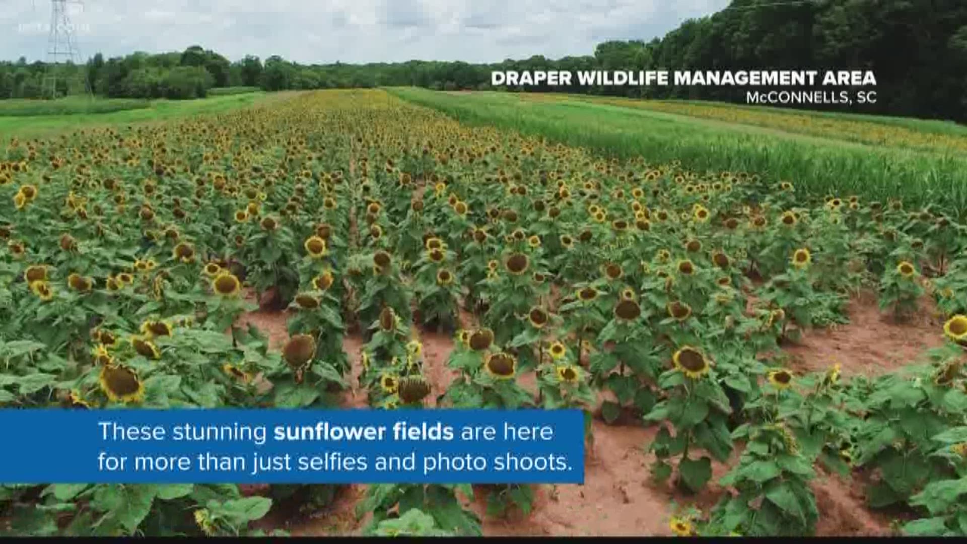 About an hour and fifteen minutes from Columbia, in the town of McConnells is a really wonderful sunflower field 