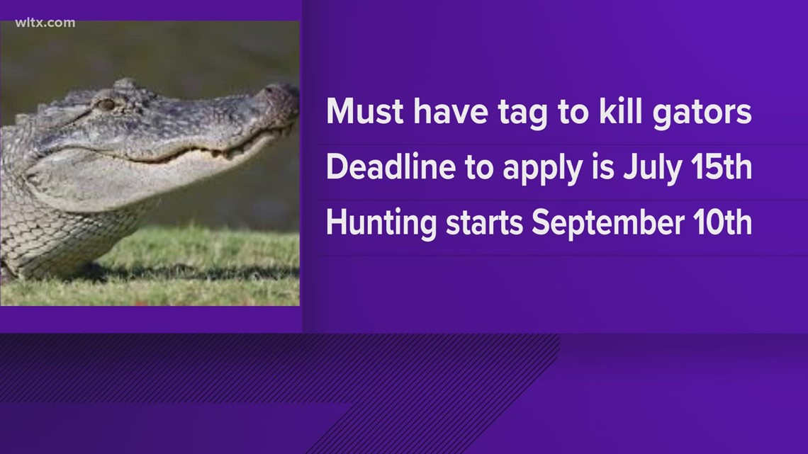Gator hunting tag applications open June 1st Here's what you need to
