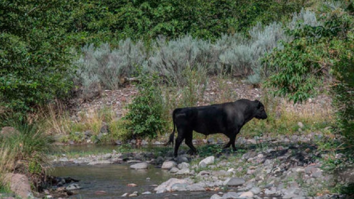 Feral cows to be shot dead from helicopter in US national forest - Vimarsana News