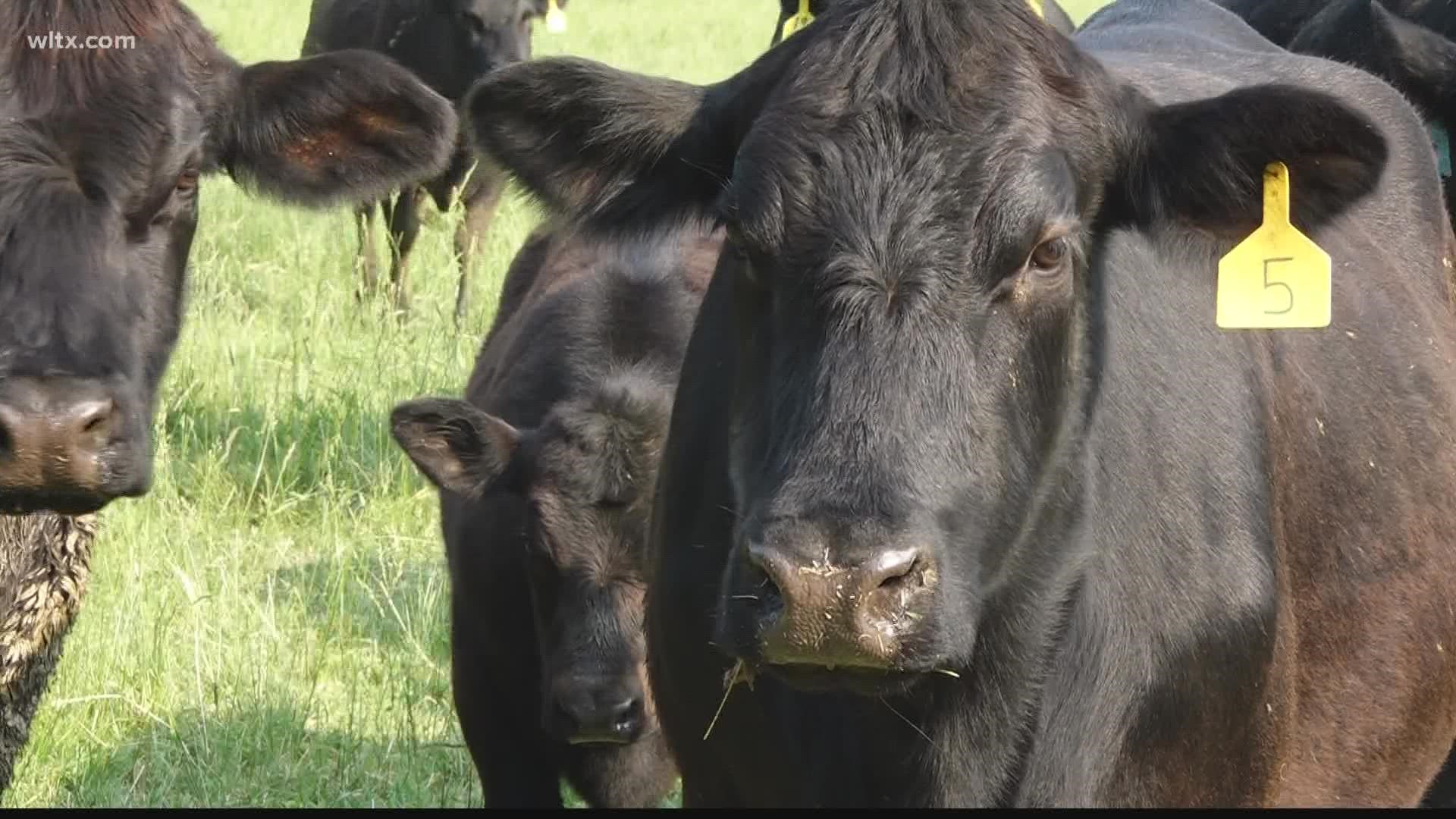 South Carolina's more than 700 livestock farmers can now apply for grant money to help increase the supply of local meat.