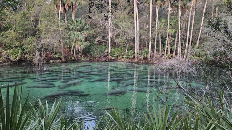 Visit a Spring  Florida Department of Environmental Protection