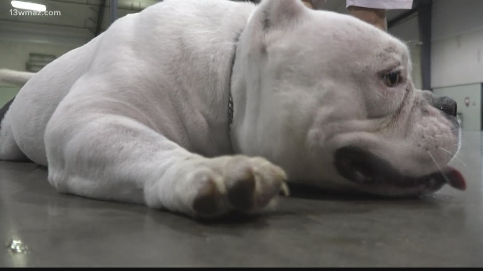 American Bully Pit Bull Dog Owners Hope To Conquer Aggressive Stereotype Wltx Com