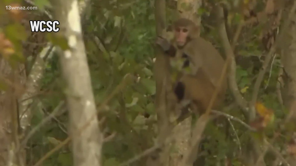 Escaped Monkeys In South Carolina: One Found, Dozens Still Loose | Wltx.com