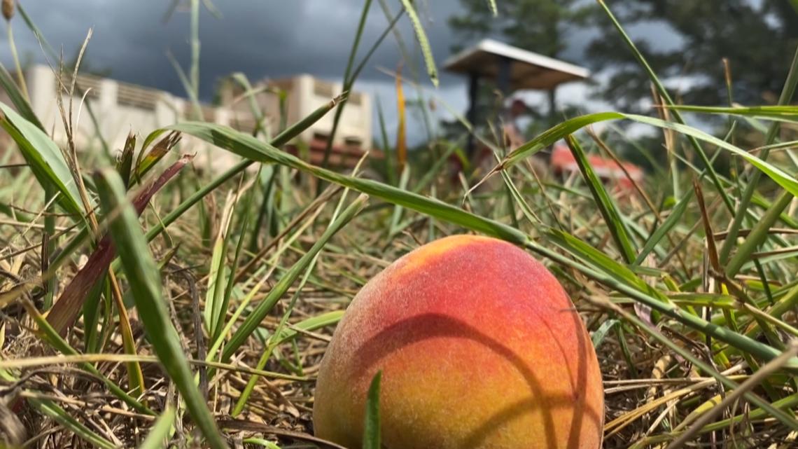 Georgia farms brace for potential ICE raids as peach season nears in