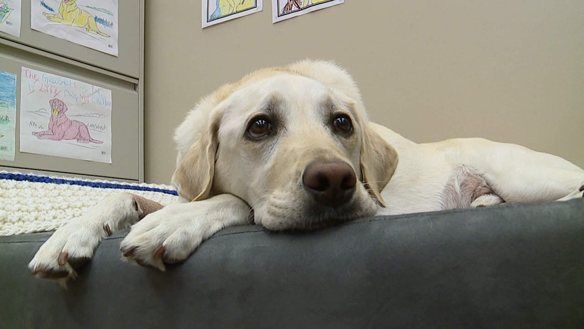 Jedi, a facility dog at the Lycoming County Courthouse, has been undergoing chemotherapy for lymphoma.