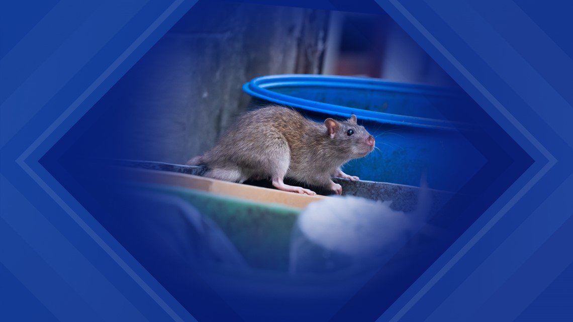 NYC to pay up to $170,000 for a new rat czar | wltx.com
