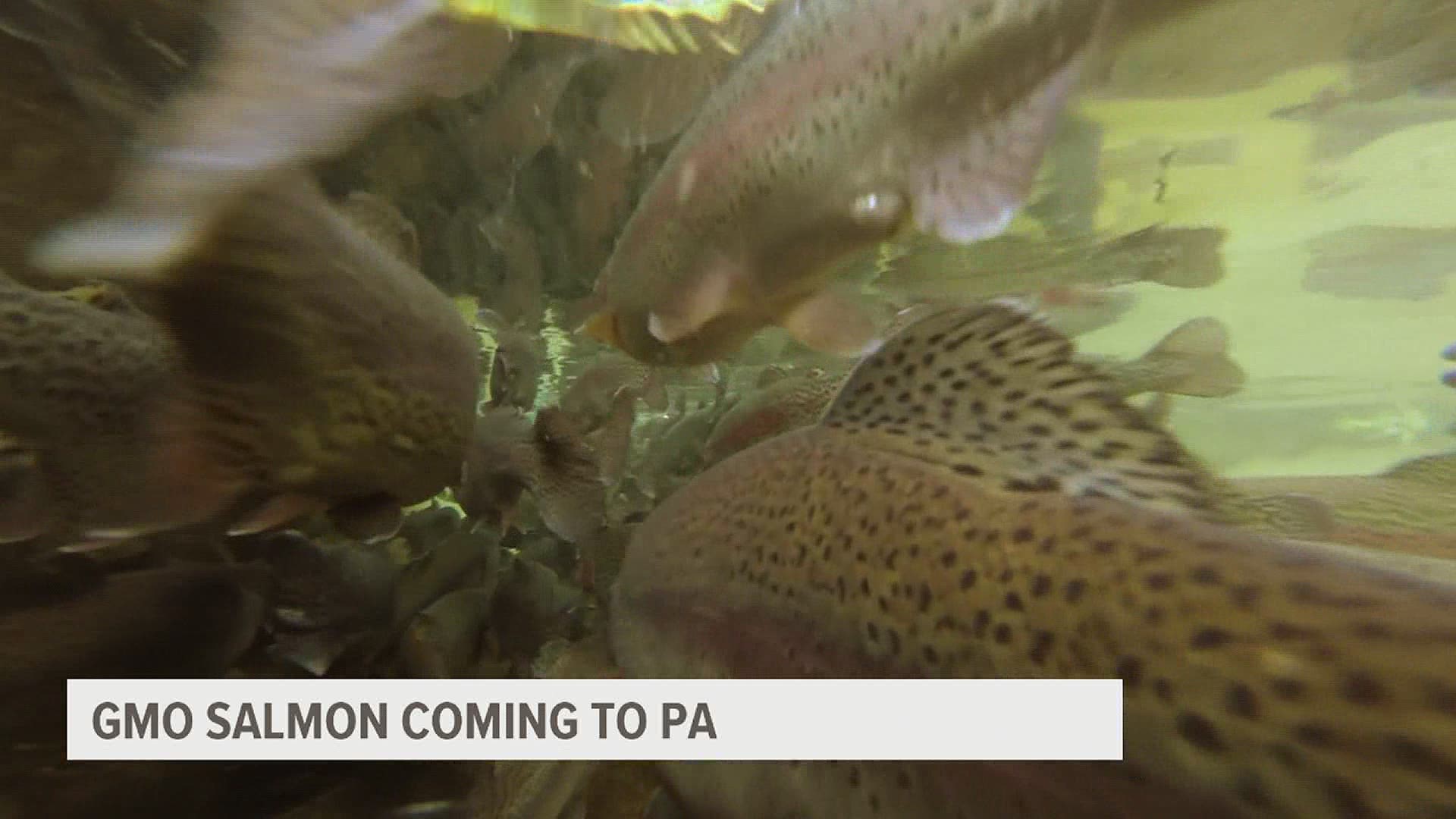Biotech company Aqua Bounty plans to sell five metric tons of fish after their harvest later this month