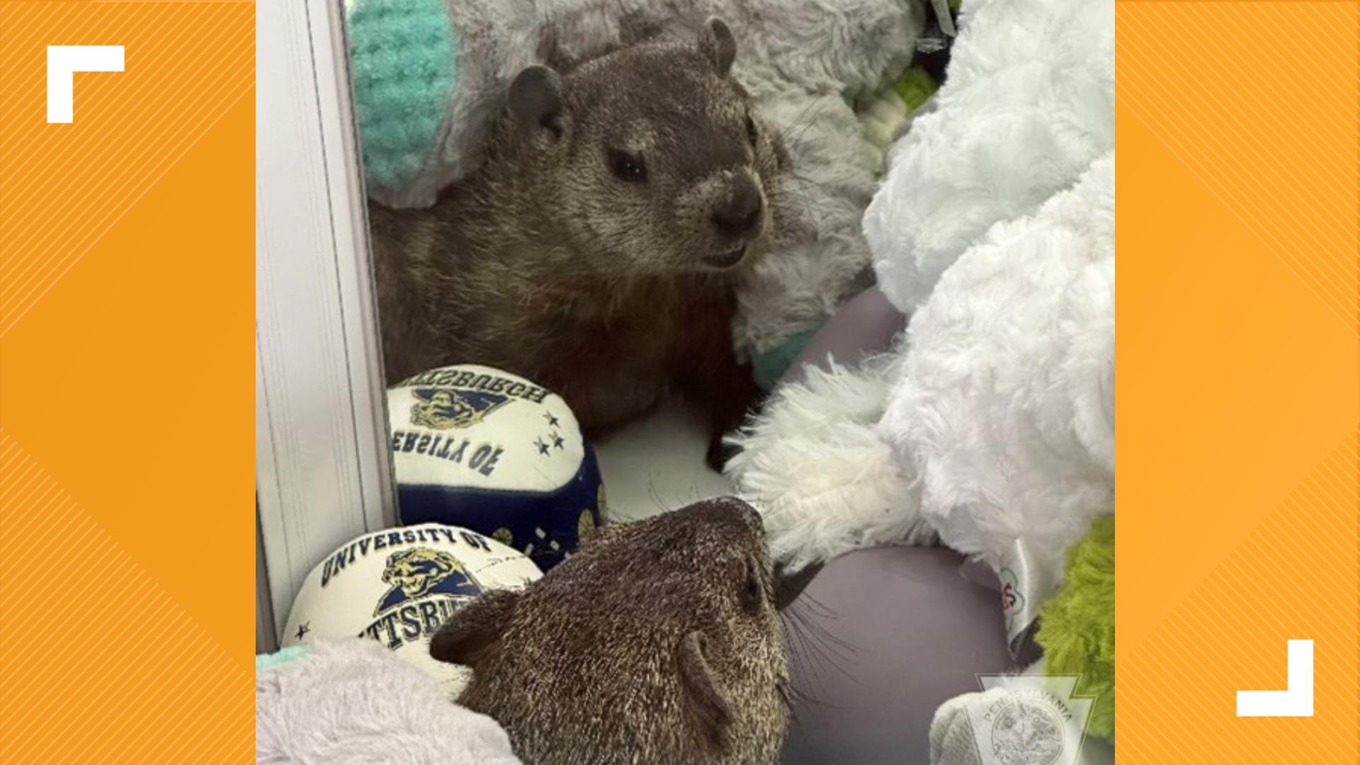 Groundhog safely rescued from Pa. claw machine | wltx.com