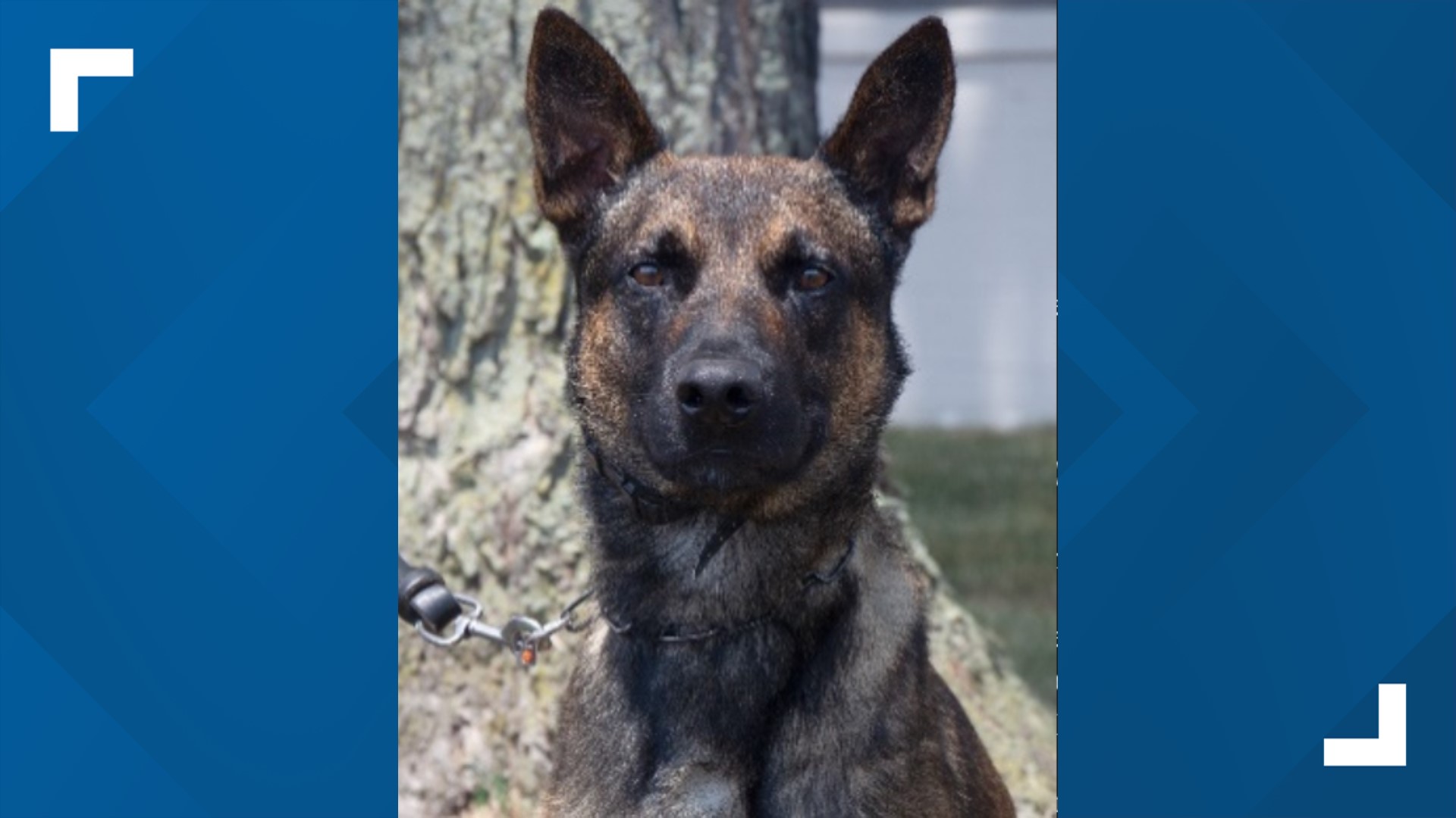 The 4-year-old Belgian Malinois subdued the fugitive as he attempted to crawl through the underbrush to escape his pursuers Wednesday morning in Chester County.