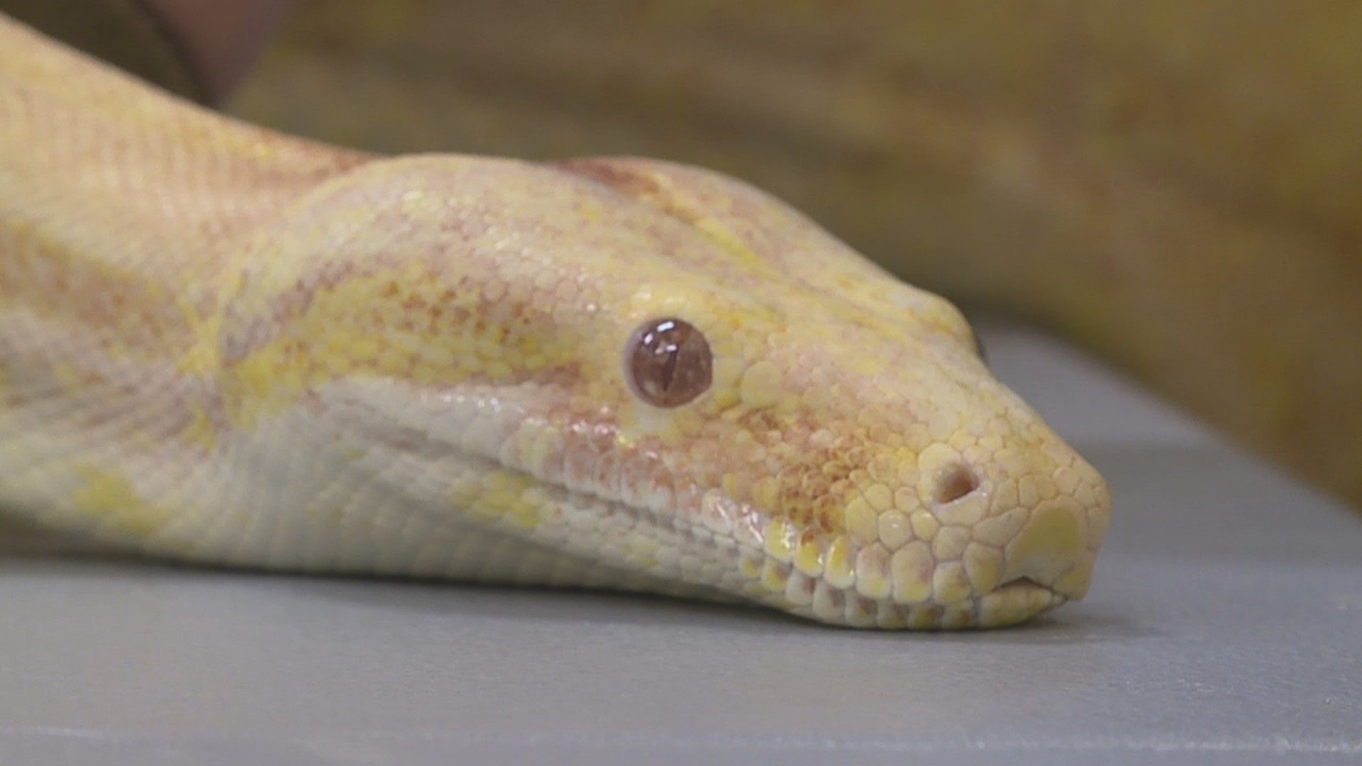 Jesse Rothacker Pennsylvania man survives viral non-venomous snake attack | wltx.com