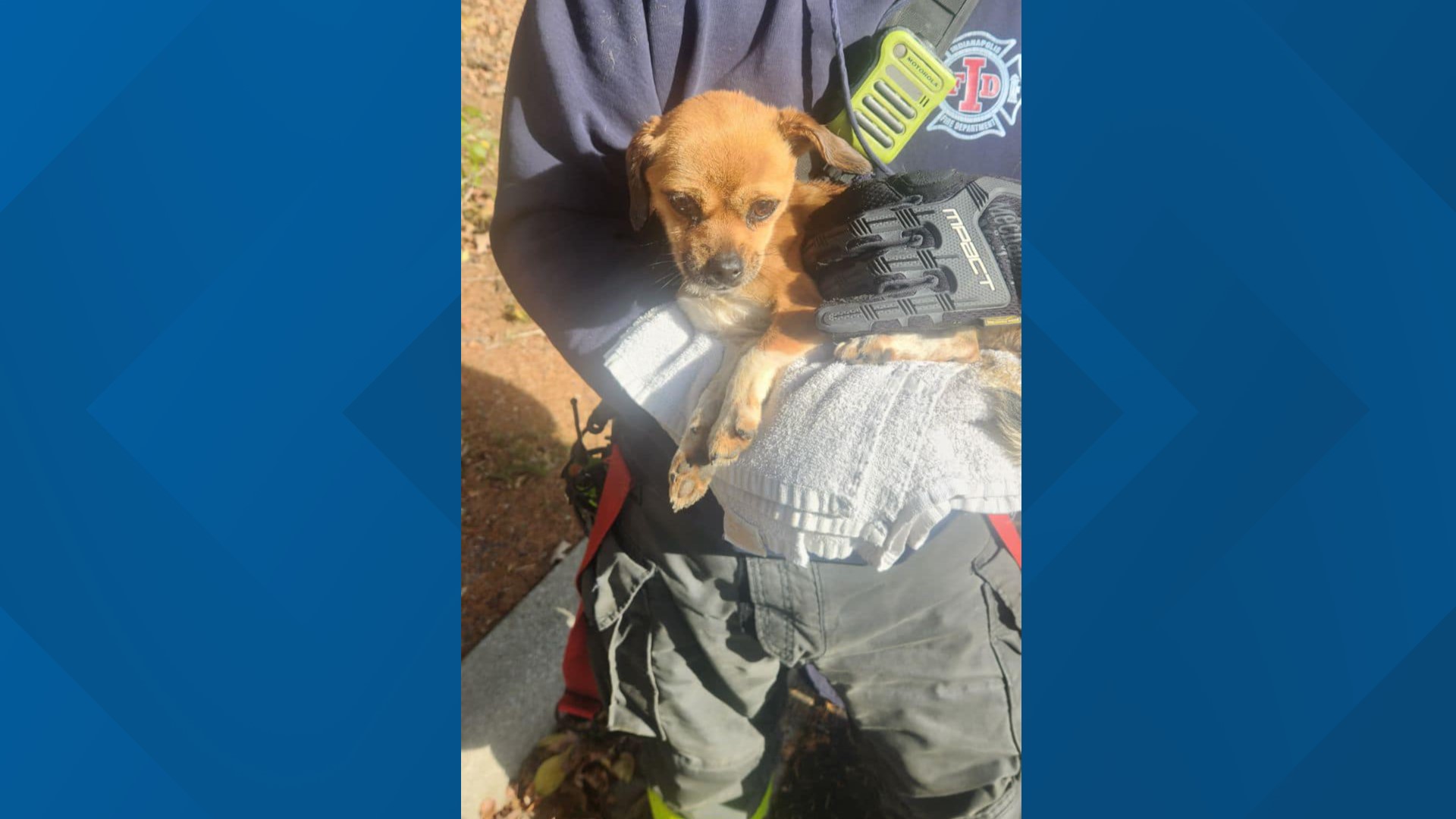 Firefighters save tiny puppy with Mason jar stuck on his head | wltx.com