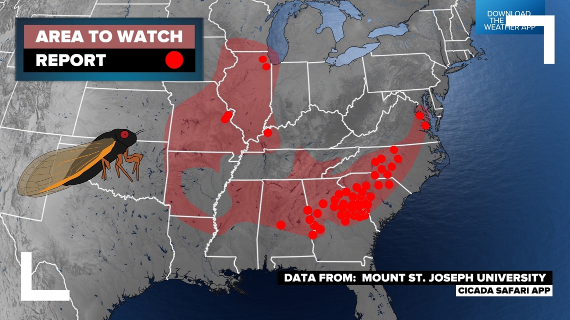 Where have the 2024 cicadas emerged so far? | wltx.com