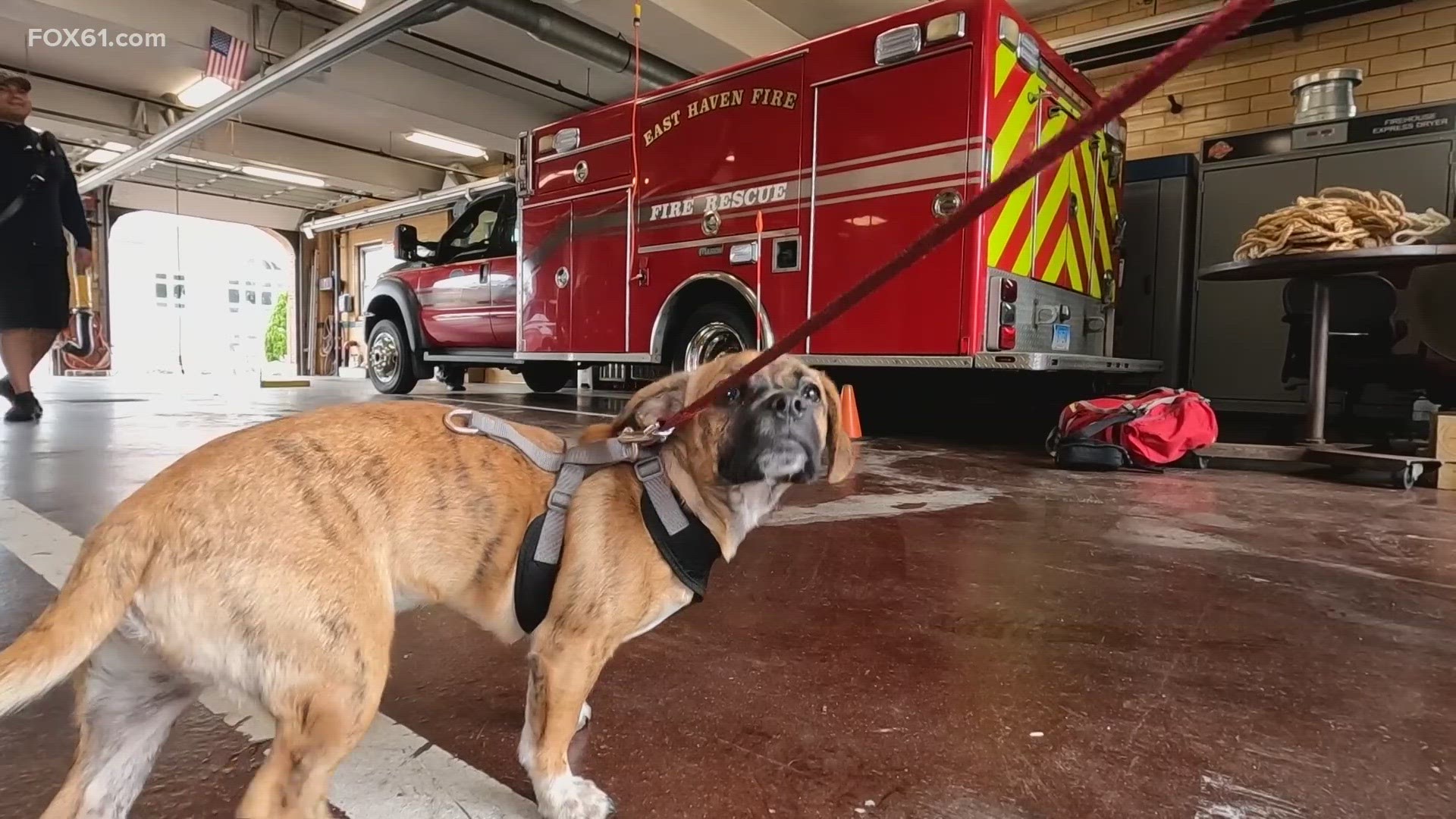 Riggs has joined the ranks, and this beagle and boxer mix knows about the fighting back.