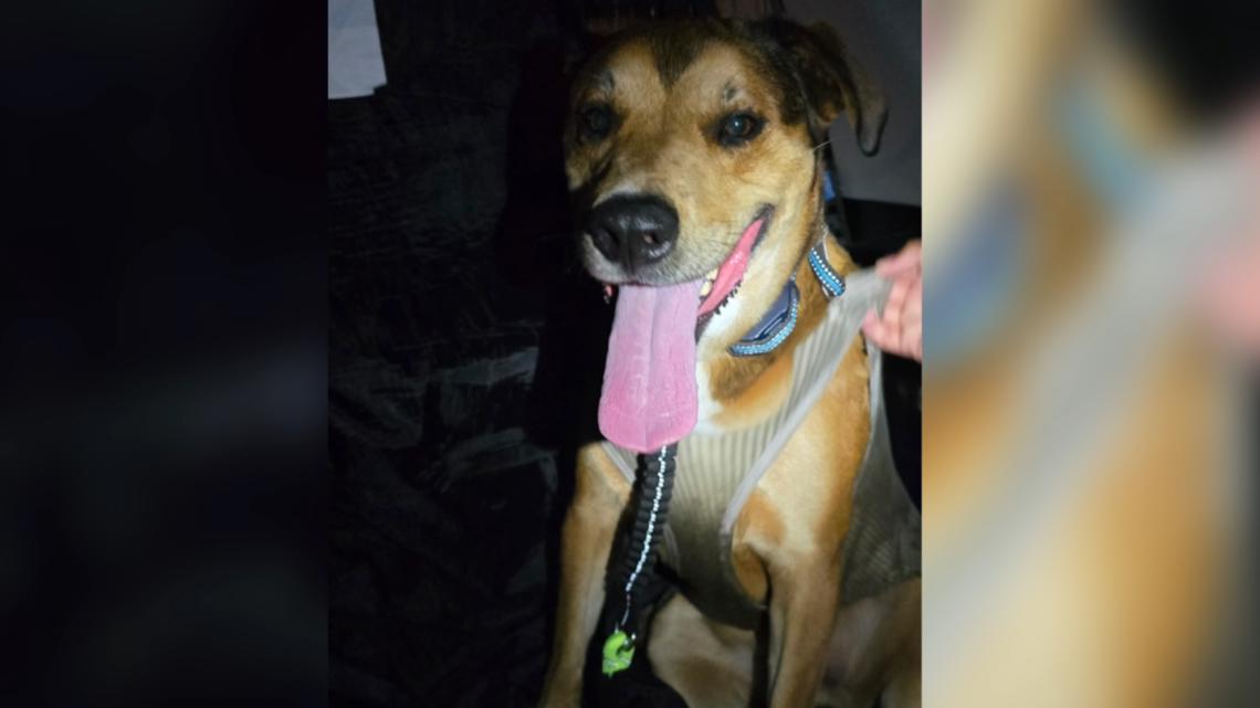 His service dog vanished after a hit-and-run. Then a stranger sent a midnight photo.